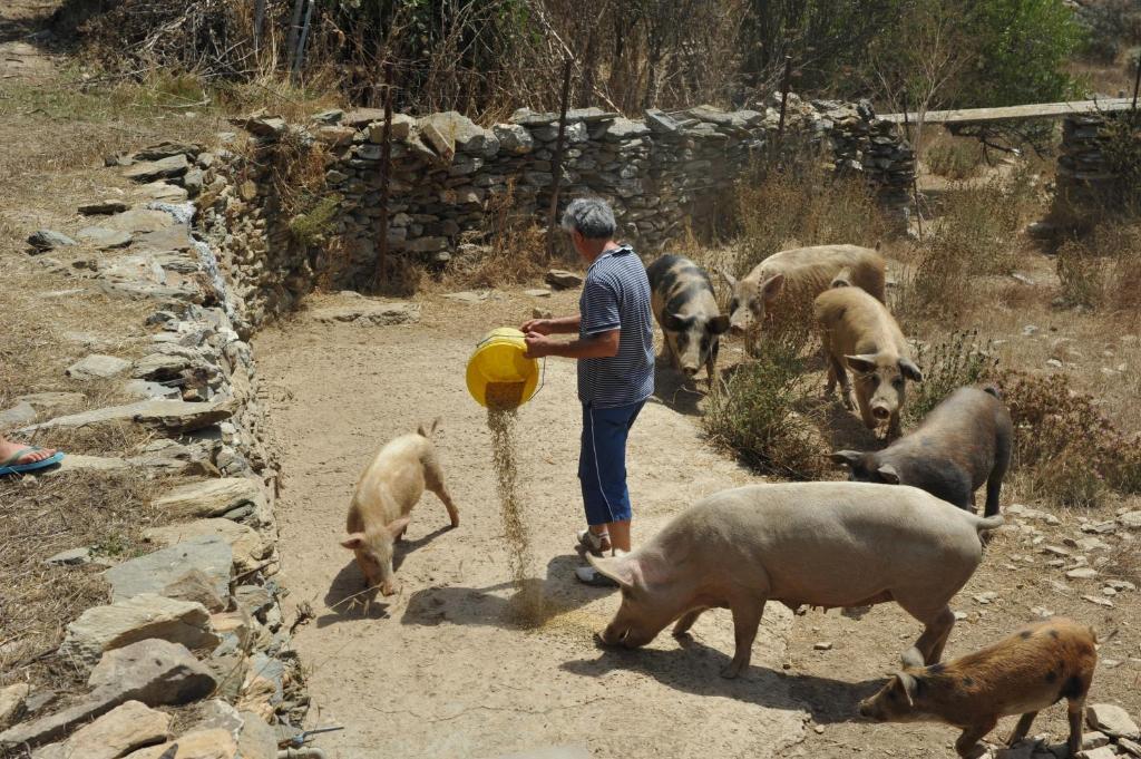 Agriturismo Finagliosu Palmadula Eksteriør billede
